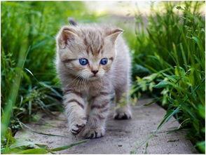 吃瓜娱乐酱猫 第2张 吃瓜娱乐酱猫 第2张