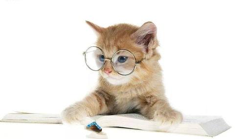 吃瓜娱乐酱猫 第3张 吃瓜娱乐酱猫 第3张